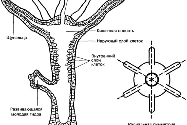 Кракен макет даркнет