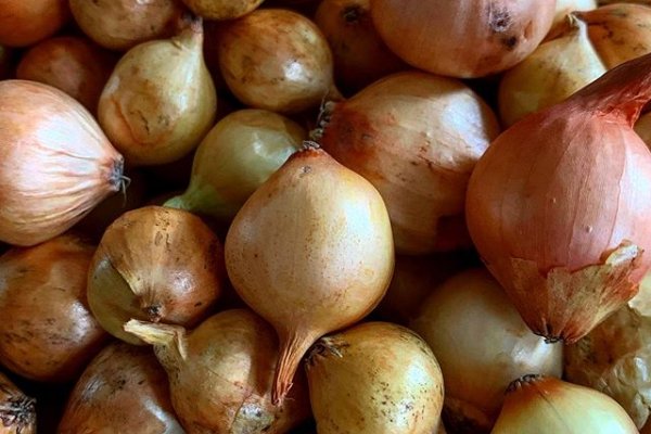 Актуальная ссылка на кракен